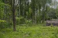 Property for sale in Stoddard County, Missouri