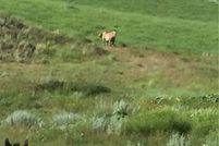 Property for sale in Yellowstone County, Montana