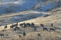 Property for sale in Owyhee County, Idaho