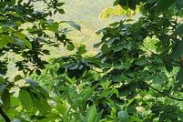 Undeveloped Land for sale in Gordon County, Georgia