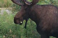 Property for sale in Matanuska-Susitna Borough, Alaska