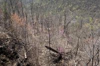 Lakefront Property for sale in Marion County, Tennessee