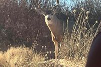 Property for sale in Cochran County, Texas