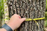 Undeveloped Land for sale in Wilcox County, Alabama