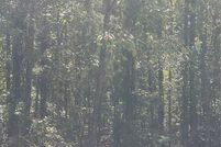 Property for sale in Caddo Parish, Louisiana