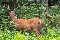 Undeveloped Land for sale in Monroe County, Pennsylvania