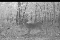 Property for sale in Montcalm County, Michigan