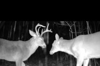 Property for sale in Montcalm County, Michigan