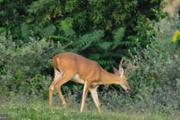 Property for sale in Frederick County, Virginia