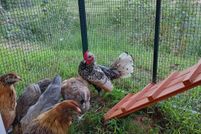 Property for sale in Prince Edward County, Virginia