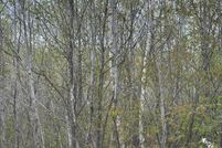 Property for sale in Oneida County, Wisconsin