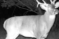 Undeveloped Land for sale in Lawrence County, Missouri