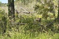 Property for sale in Jasper County, South Carolina