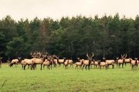 Property for sale in Oscoda County, Michigan