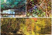 Undeveloped Land for sale in McMinn County, Tennessee