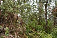 Property for sale in Hawaii County, Hawaii