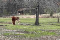 Property for sale in Bowie County, Texas