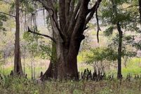 Property for sale in Leon County, Florida