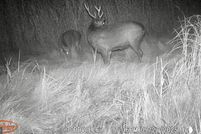 Property for sale in Dorchester County, Maryland