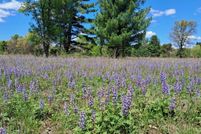 Property for sale in Newaygo County, Michigan