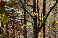 Property for sale in Shenandoah County, Virginia