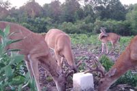 Property for sale in Prairie County, Arkansas