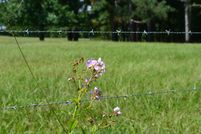 Undeveloped Land for sale in Lee County, Alabama