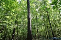 Undeveloped Land for sale in Halifax County, Virginia