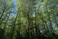 Farm Property for sale in Chatham County, North Carolina