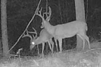 Property for sale in Wayne County, Tennessee