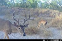 Property for sale in McMullen County, Texas