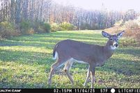 Undeveloped Land for sale in Bradford County, Pennsylvania