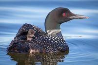 Waterfront Property for sale in Otter Tail County, Minnesota