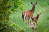 Property for sale in Otter Tail County, Minnesota