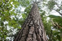 Undeveloped Land for sale in Amite County, Mississippi