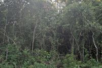 Undeveloped Land for sale in Bulloch County, Georgia