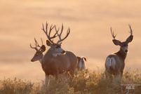 Property for sale in Camas County, Idaho