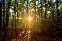 Undeveloped Land for sale in Henderson County, North Carolina