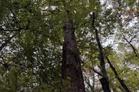 Property for sale in Cass County, Texas