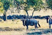 Property for sale in Gillespie County, Texas