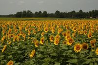 Farm Property for sale in Telfair County, Georgia