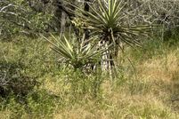 Property for sale in Wilson County, Texas