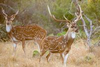 Property for sale in Kendall County, Texas