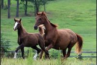 Property for sale in Amelia County, Virginia