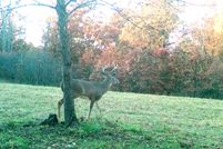 Property for sale in Dallas County, Missouri