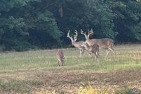 Undeveloped Land for sale in Marion County, Texas