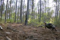 Undeveloped Land for sale in Warren County, North Carolina