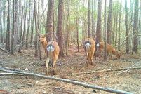 Property for sale in Dorchester County, Maryland