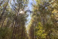 Property for sale in Tyler County, Texas