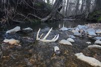 Property for sale in Obion County, Tennessee